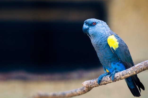 とまり木に座っているカラフルなオウムの鳥。