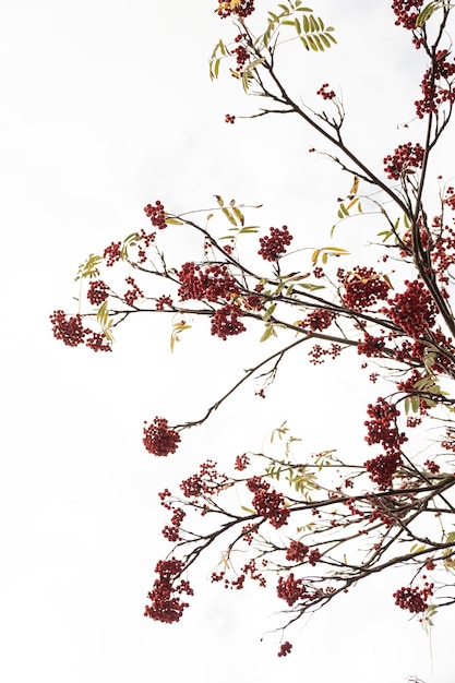 Colourful red berry bunches and autumn fall leaves on tree branches Outdoor autumn fall leaves background