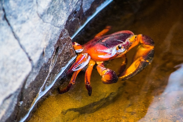 Foto granchio colorato fiume