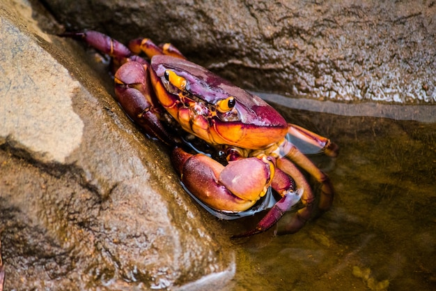 Foto granchio colorato fiume