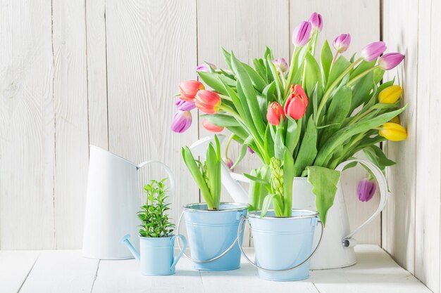 A colourful and young tulip in a sunny day