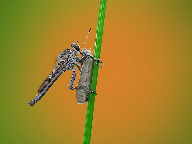 カメラを見ている捕食者 - 人の翼 - 昆虫 - 生物学 - 日本の写真家