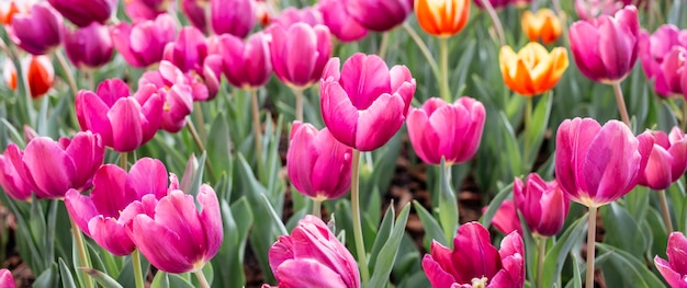 Colroful tulpen veld