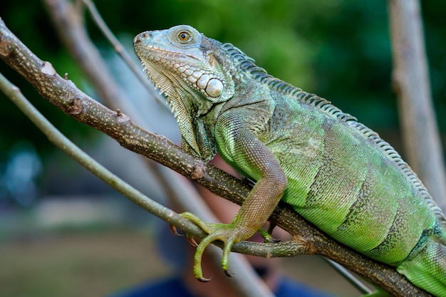 Colseup macro iguana reptile animal