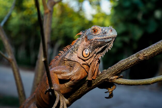 Colseup macro iguana reptile animal