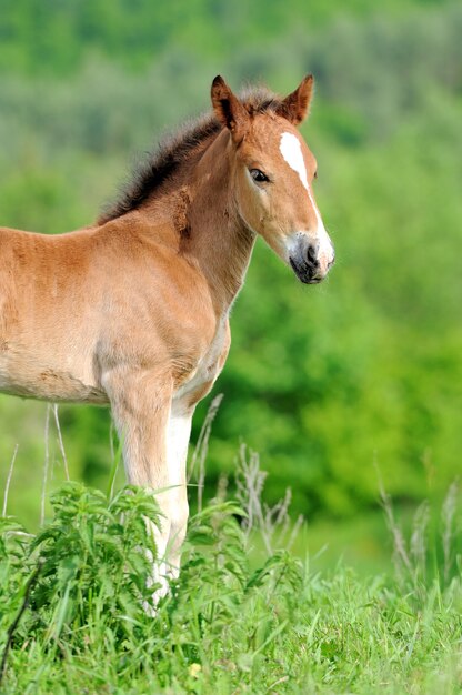 牧草地の子馬