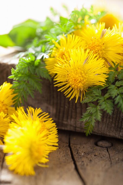 Coltsfoot bloemen lentekruiden