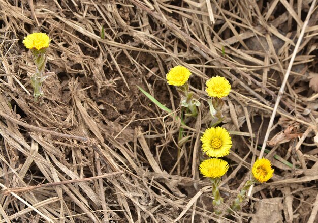 Coltsfoot the first flowers of spring