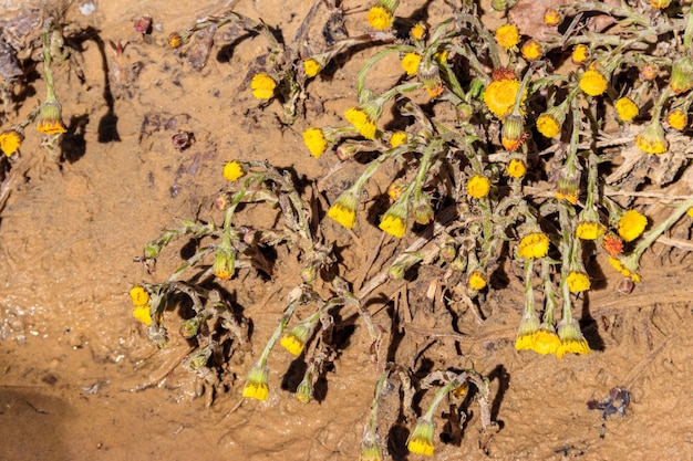写真 牧草地のフキタンポポの花tussilagofarfara