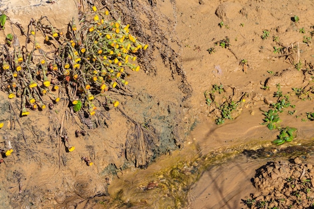 Цветок мать-и-мачехи Tussilago farfara на песчаном берегу небольшого ручья