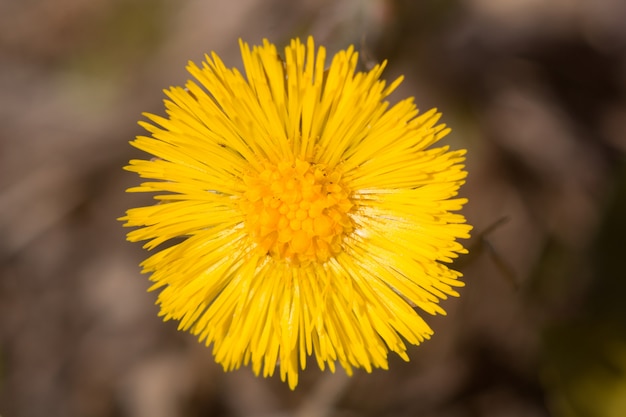 Coltsfoot gele bloemen