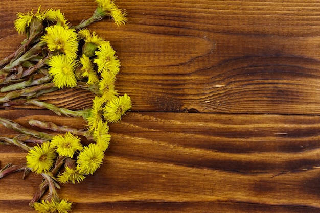 Coltsfoot Tussilago farfara flowers on wooden background Top view copy space