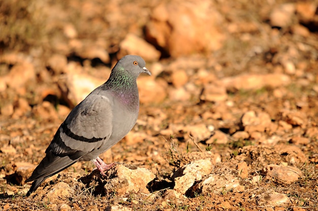 Columba livia - De rotsduif of huisduif, is een soort columbiform vogel