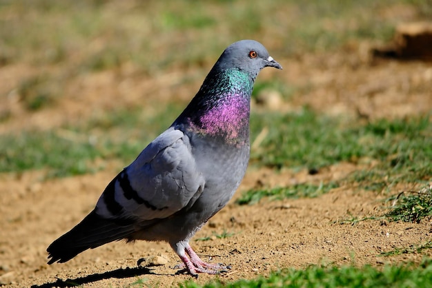 Columba livia - сизый голубь или домашний голубь, вид голубеобразных птиц.