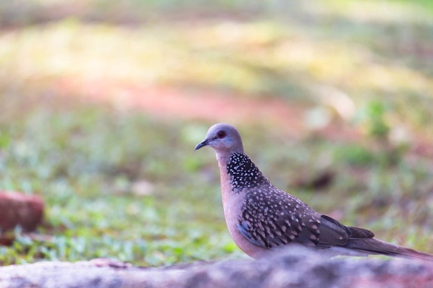 ハト科またはコキジバトが地面で餌を探している