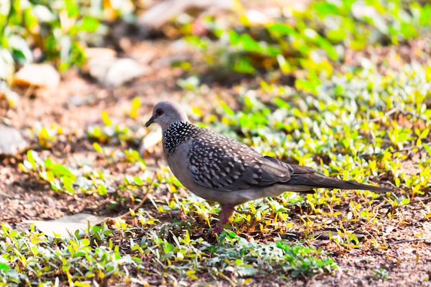 Photo columbidae or the european turtle dove looking for food on the ground