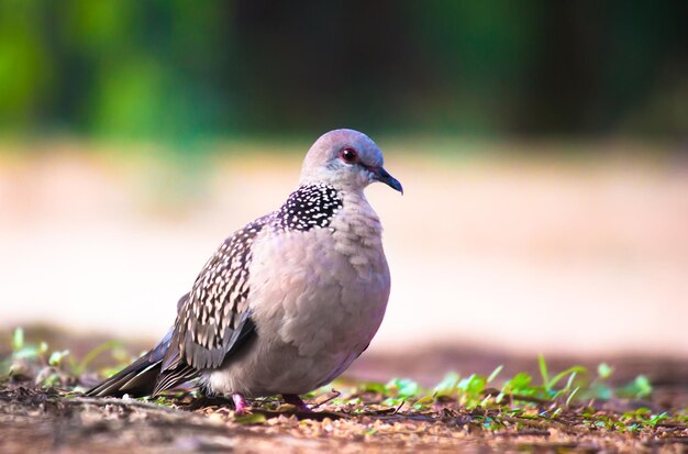 Columbidae Or the European turtle dove looking for food on the ground