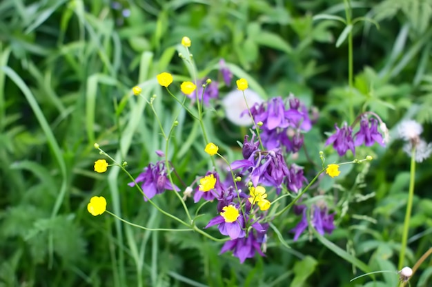 オダマキまたはオダマキの花が花の庭に咲く