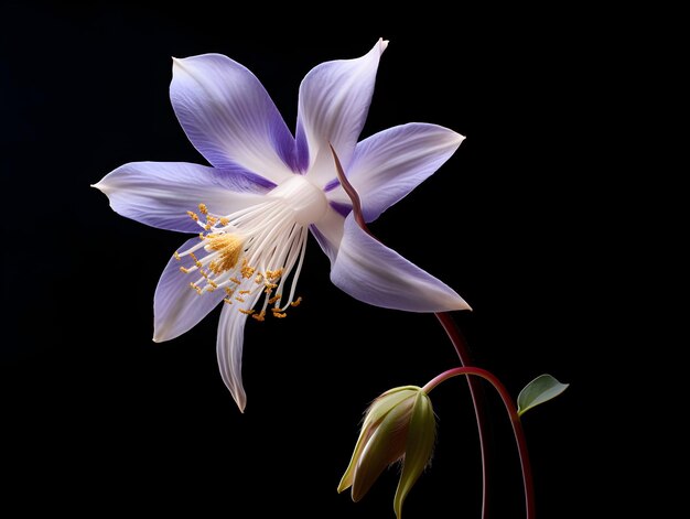 Columbine bloem in de achtergrond van de studio enkele Columbus bloem prachtige bloem ai gegenereerde afbeelding