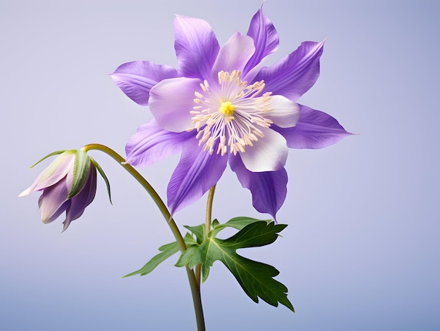 Columbine bloem in de achtergrond van de studio enkele Columbus bloem prachtige bloem ai gegenereerde afbeelding