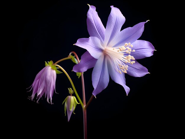 Columbine flower in studio background single Columbine flower Beautiful flower ai generated image