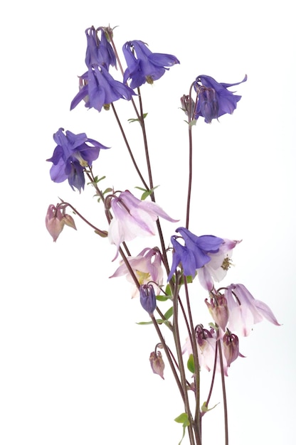 Columbines on a white background