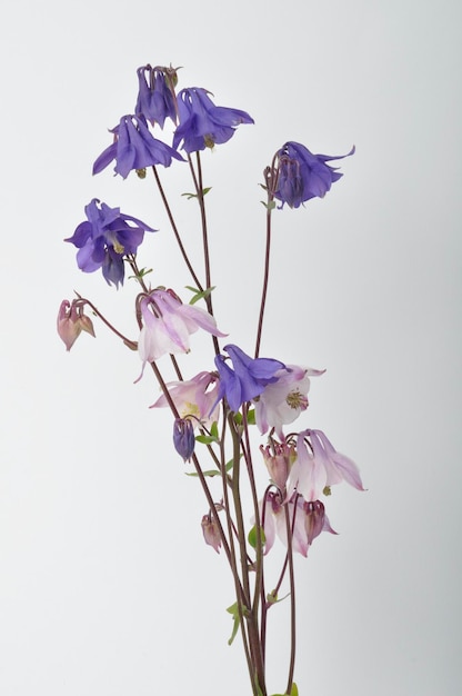 Columbines on a white background