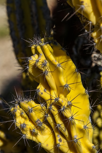 Column cactus