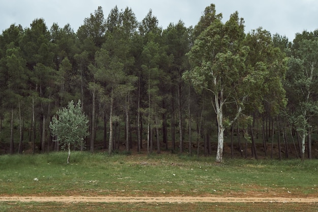 Columns of trees in a forest next to a meadow