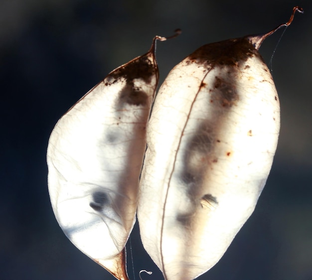 Colutea Arborescens' Zaaddozen Zonlicht