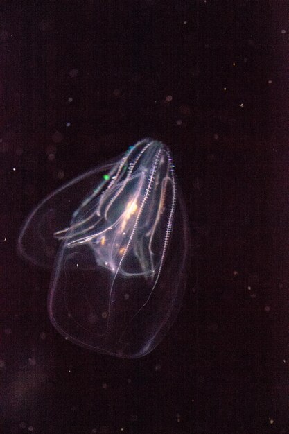 Comb jelly phylum ctenophora не имеют жалющих клеток и имеют более простую репродуктивную систему