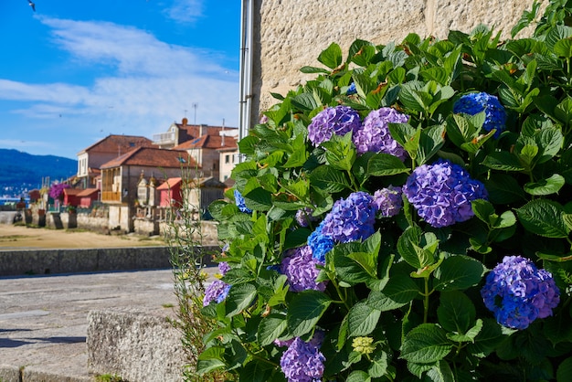 Combarro hortensia's bloeien galicisch dorp