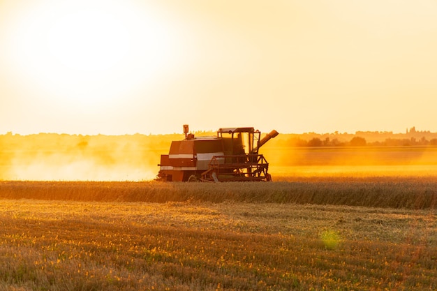 Combinator om tarwe te verzamelen in een veld tijdens een zomerzonondergang Combinator in actie Oogst