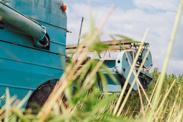 Combine on the field industrial hemp harvesting season