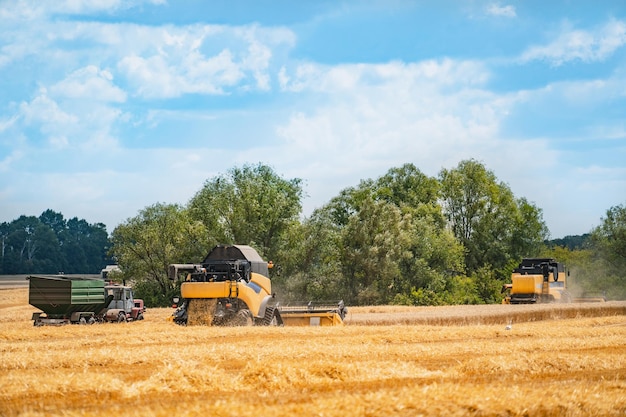 Combine harvester in action on wheat field process of gathering\
ripe crop from the fields agricultural technic in field special\
technic in action heavy machinery