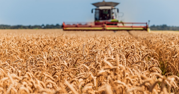 Combine harvester in action on wheat field