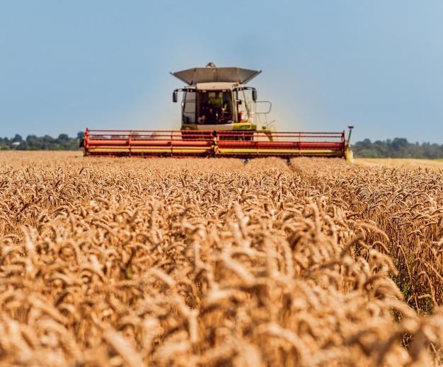 Combine harvester in action on wheat field