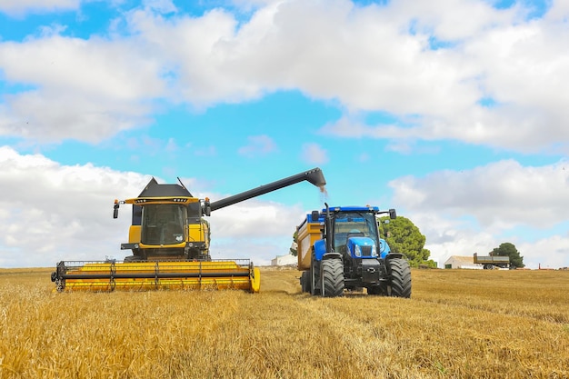 Combine harvester collecting grain in a cereal field