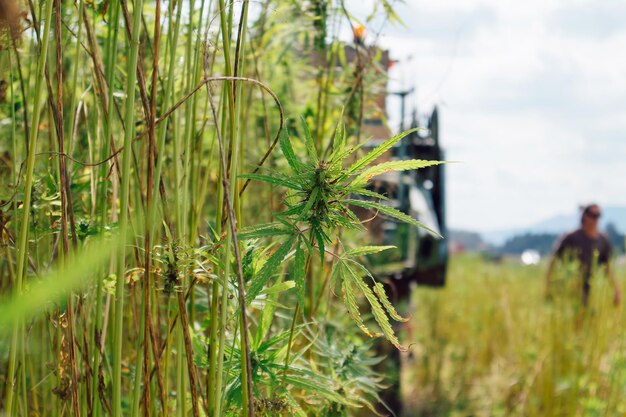 Combine harvester collecting industrial hemp on the field