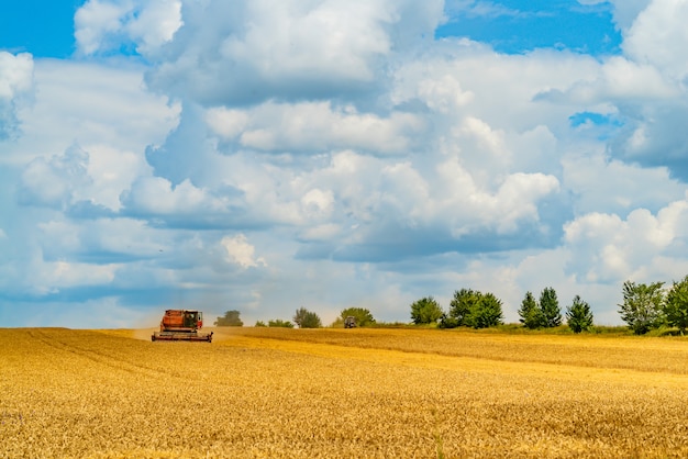 Зерноуборочный комбайн собирает зерновые культуры летом, в теплую погоду весь день