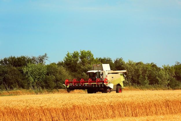 Photo combine harvester in field