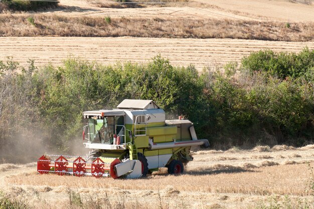 Combine harvester harvesting in a cereal field