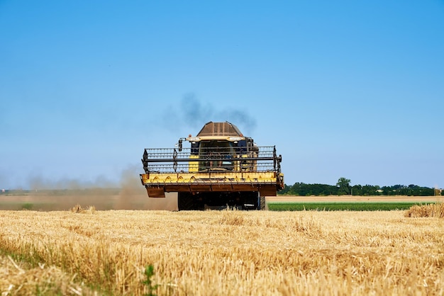 Combine harvester harvesting golden ripe wheat in agricultural field