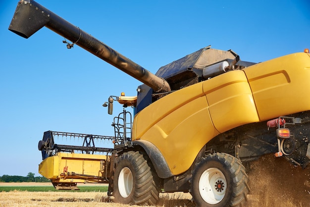 Combine harvester harvesting golden wheat field. Harvester working in an agricultural field