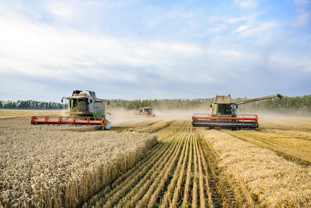 Combine harvester harvesting ripe golden wheat on the field.