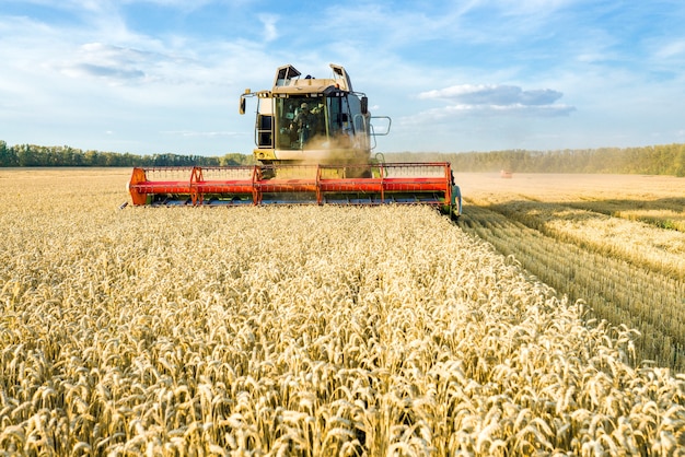 Combine harvester harvesting ripe golden wheat on the field