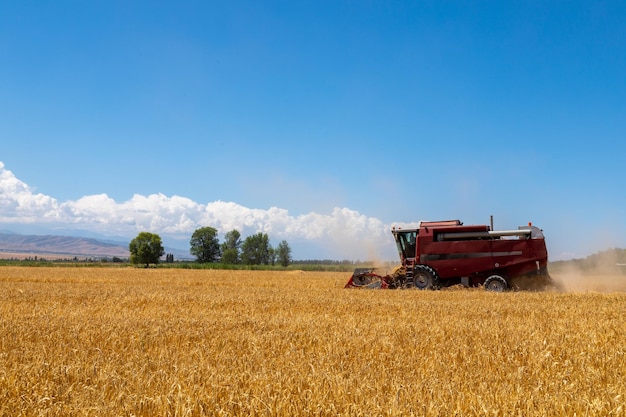 Combine Harvester Harvesting Wheat In Agricultural Field