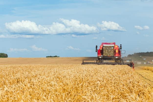 Combine harvester harvesting wheat on sunny summer day.