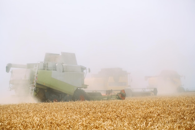 Foto la mietitrebbia raccoglie il grano maturo. agricoltura.