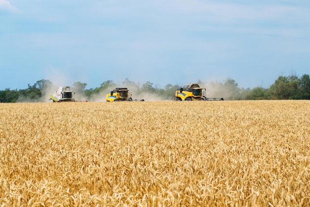 Foto la mietitrebbia raccoglie il grano maturo. agricoltura.